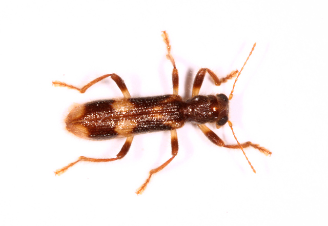 Opilo mollis - Copyright Denis Bourgeois
